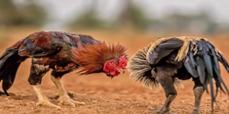 Các chiến lược cá cược đá gà 58win giúp bạn thắng lớn